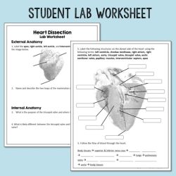 Sheep heart dissection lab answer key