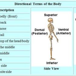 Anatomy and physiology directional terms worksheet