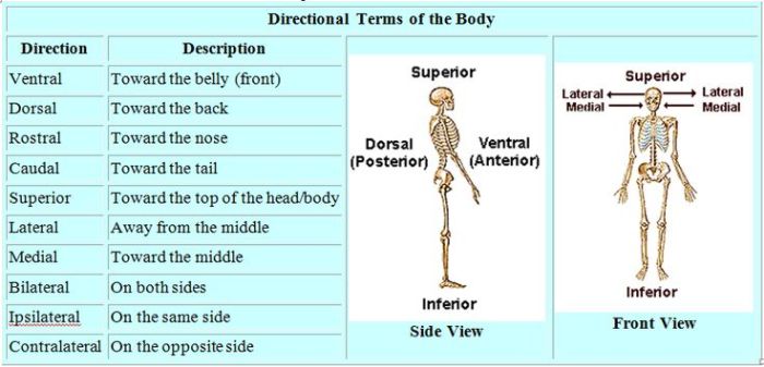 Anatomy and physiology directional terms worksheet
